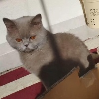 British Shorthair, Kedi  Karamel fotoğrafı