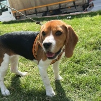 Beagle, Köpek  YULAF fotoğrafı