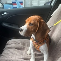 Beagle, Köpek  YULAF fotoğrafı