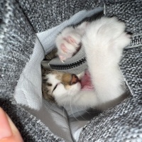 Tekir Kedi, Kedi  Bozkır fotoğrafı