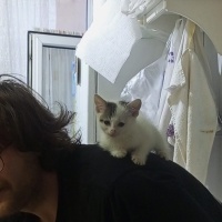 Tekir Kedi, Kedi  percival şesu fotoğrafı