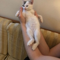 Tekir Kedi, Kedi  percival şesu fotoğrafı