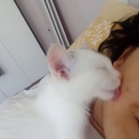 Tekir Kedi, Kedi  percival şesu fotoğrafı