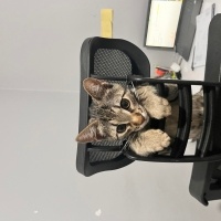 Tekir Kedi, Kedi  miniş fotoğrafı