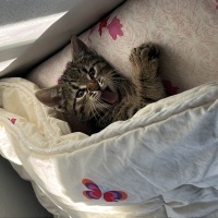 Tekir Kedi, Kedi  miniş fotoğrafı