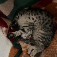 Tekir Kedi, Kedi  miniş fotoğrafı