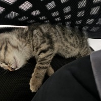 Tekir Kedi, Kedi  miniş fotoğrafı