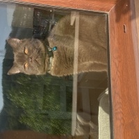 British Shorthair, Kedi  Çokomel fotoğrafı