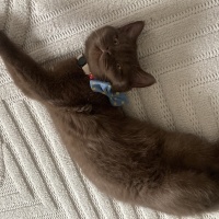 British Shorthair, Kedi  Çokomel fotoğrafı