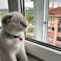 Siyam Kedisi, Kedi  Şeker fotoğrafı