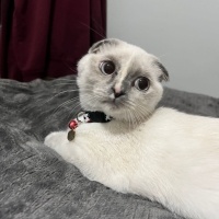 Siyam Kedisi, Kedi  Şeker fotoğrafı