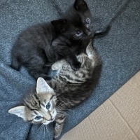 Tekir Kedi, Kedi  Gecem fotoğrafı