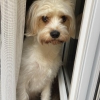 Maltese, Köpek  Pamuk fotoğrafı