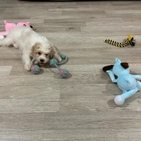 Maltese, Köpek  Pamuk fotoğrafı