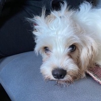 Maltese, Köpek  Pamuk fotoğrafı