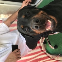 Rottweiler, Köpek  Petra fotoğrafı