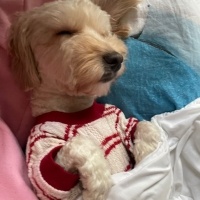 Maltese, Köpek  LİLİ fotoğrafı