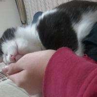 Tekir Kedi, Kedi  Ganja fotoğrafı
