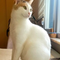 Tekir Kedi, Kedi  pati fotoğrafı