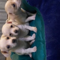 Chihuahua, Köpek  sahipleri belirliyicek fotoğrafı