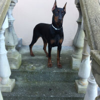 Doberman Pinscher, Köpek  Paşa fotoğrafı