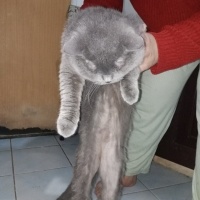British Shorthair, Kedi  Duman ve isimsz fotoğrafı