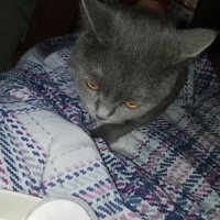 British Shorthair, Kedi  Duman ve isimsz fotoğrafı