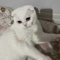 Scottish Fold, Kedi  Paşa fotoğrafı