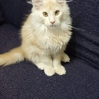 Maine Coon, Kedi  Leydi fotoğrafı