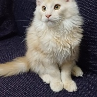 Maine Coon, Kedi  Leydi fotoğrafı