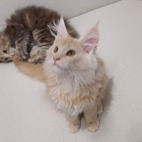 Maine Coon, Kedi  Leydi fotoğrafı