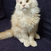Maine Coon, Kedi  Leydi fotoğrafı
