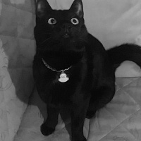 Bombay, Kedi  Zeytin fotoğrafı
