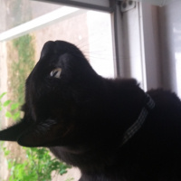 Bombay, Kedi  Zeytin fotoğrafı