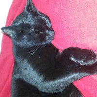 Bombay, Kedi  Zeytin fotoğrafı