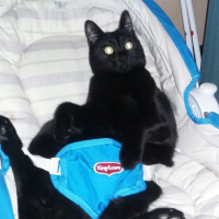 Bombay, Kedi  Zeytin fotoğrafı