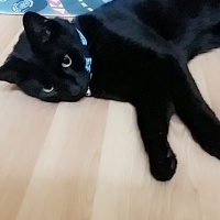 Bombay, Kedi  Zeytin fotoğrafı