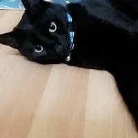 Bombay, Kedi  Zeytin fotoğrafı