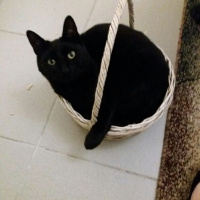 Bombay, Kedi  Zeytin fotoğrafı