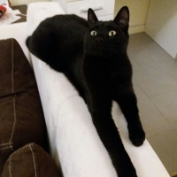 Bombay, Kedi  Zeytin fotoğrafı