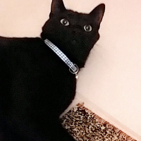 Bombay, Kedi  Zeytin fotoğrafı