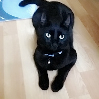 Bombay, Kedi  Zeytin fotoğrafı