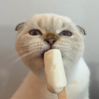Scottish Fold, Kedi  Şila fotoğrafı
