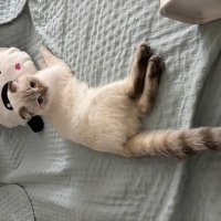 Scottish Fold, Kedi  Şila fotoğrafı