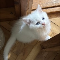 Scottish Fold, Kedi  Şila fotoğrafı