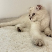 Scottish Fold, Kedi  Pars fotoğrafı