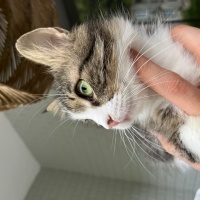 Tekir Kedi, Kedi  Turşu fotoğrafı