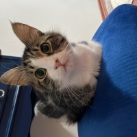 Tekir Kedi, Kedi  Turşu fotoğrafı