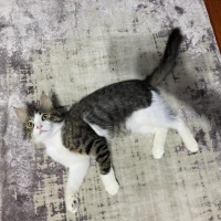 Tekir Kedi, Kedi  Turşu fotoğrafı