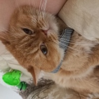 Brazilian Shorthair, Kedi  Tarçın fotoğrafı